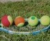 Team Challenge (Red, Orange, Green, & Yellow) May 10, 2025 4:30-6:00 PM
